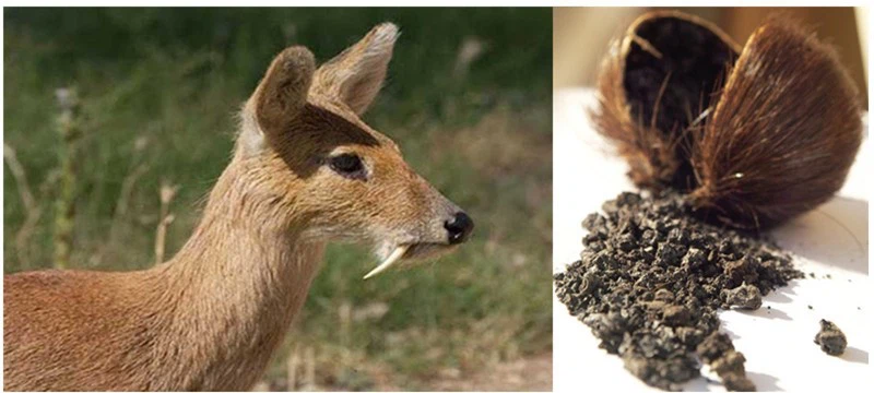 Musk Chinese Medicine