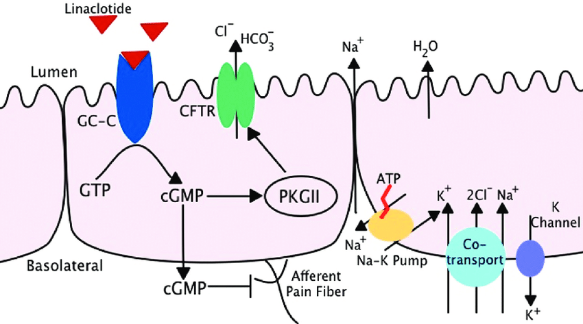 Mechanism Of Action Of Linaclotide Mechanism Of Action Of Linaclotide