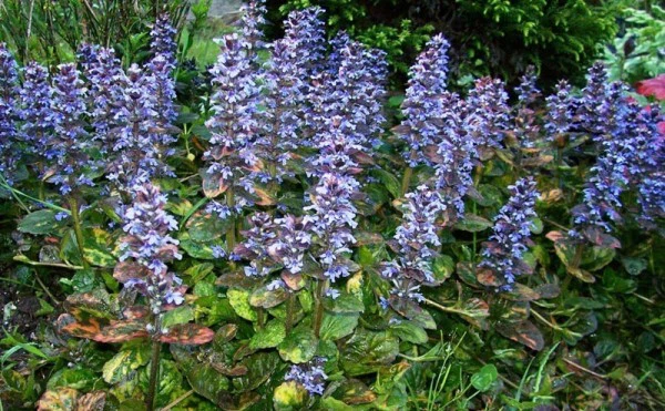 turkesterone turkesterone