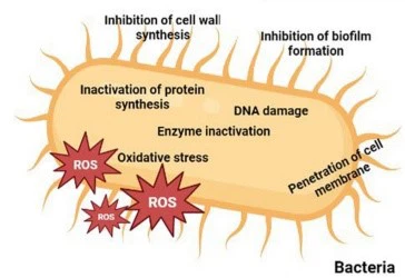 Gallic acid Antibacterial and antiviral activity