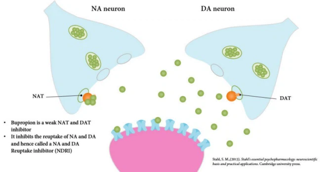 Mechanism Of Action Of Bupropion Hydrochloride