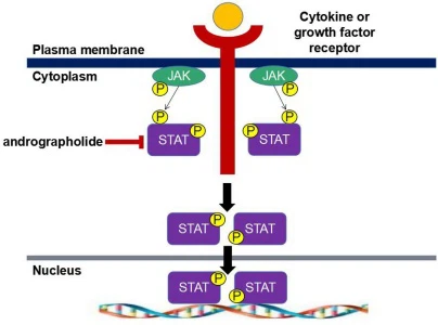 Mechanism Of Andrographolide