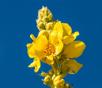 Mullein: Optimus Prime biljnog svijeta