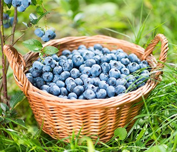 Koliko su borovnice moćne u svijetu voća?